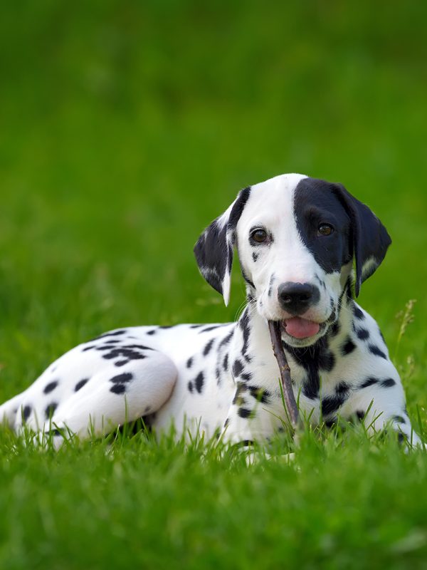 dalmatian-dog-outdoors-in-summer-PYLMQSB.jpg